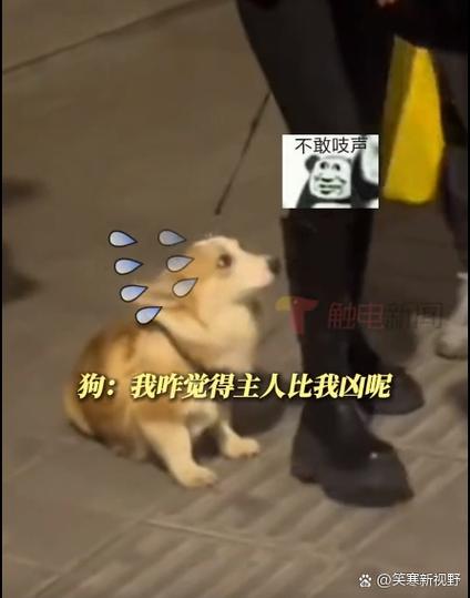 狗扑人致死判赔40万;狗扑人致死判赔40万合理吗
