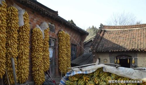 大爷在悬崖峭壁耕作;大爷在悬崖峭壁耕作的视频