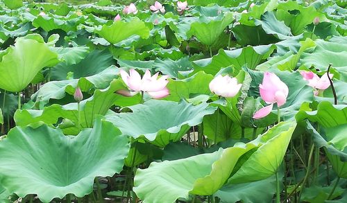 42862澳彩资料大全:网友拍到鱼游荷上露
