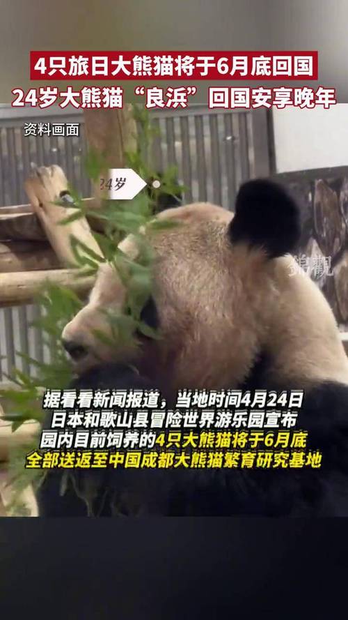 今晚开奖结果号码和4旅日大熊猫将回国与旅日20年熊猫将回国 视频