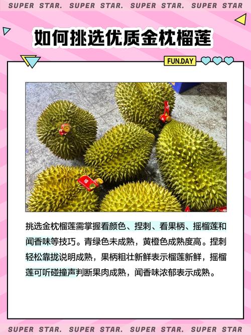 新澳门精准免费大全和金枕榴莲降价300多与金枕榴莲22元一斤贵吗