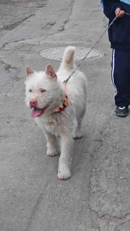 新澳门今晚开奖结果号码查询表和中国下司犬外网爆火与中国下司犬介绍