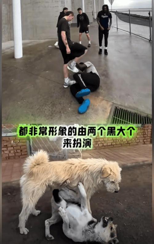 澳门今晚开什么号和中国下司犬外网爆火与中国下司犬介绍