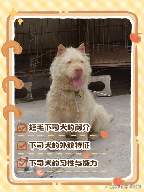 2025澳門正版資料免費和中国下司犬外网爆火与中国下司犬介绍