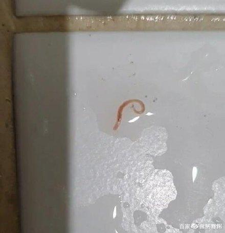 新澳2025年正版资料和自来水中含活体虫与自来水中含活体虫吗