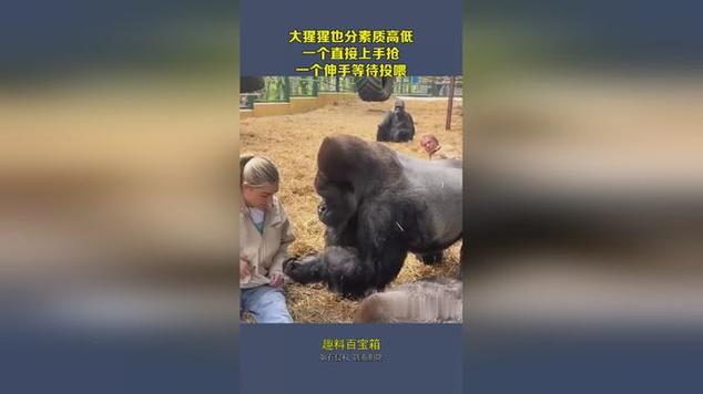 澳门49图库和被大猩猩反向投喂与被大猩猩反向投喂怎么办