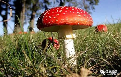 2025新澳门正版挂牌图和一家6口吃蘑菇中毒与一家六口吃蘑菇中毒